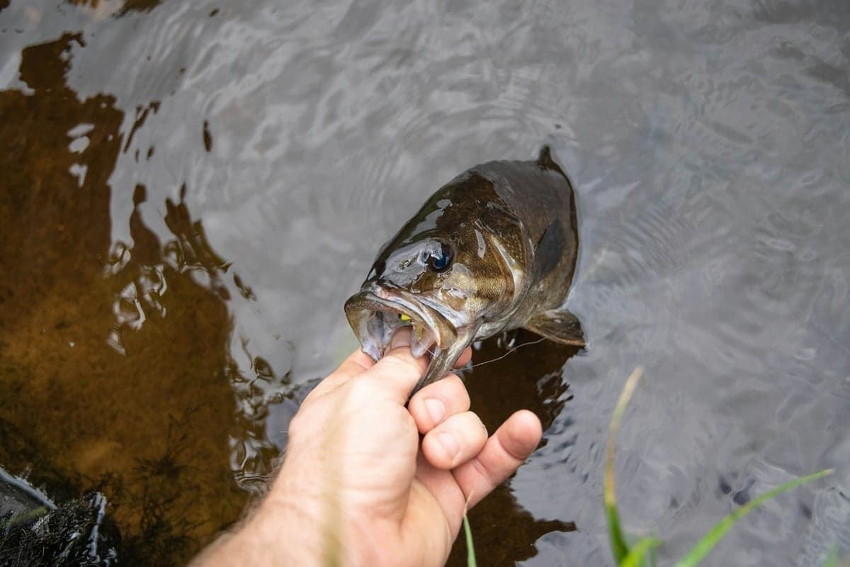 Smallmouth bass - the Yampa River has excellent smallmouth fishing in summer