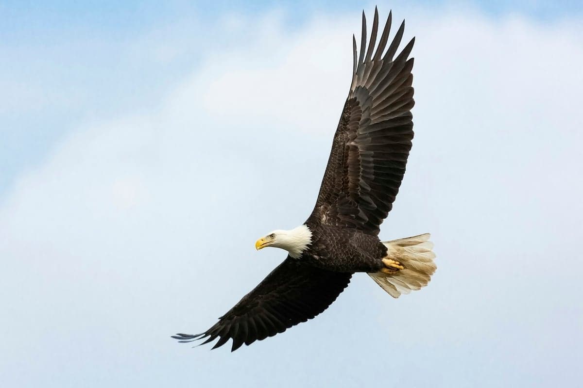 Bald eagles are common along Montana rivers - keep your eyes up