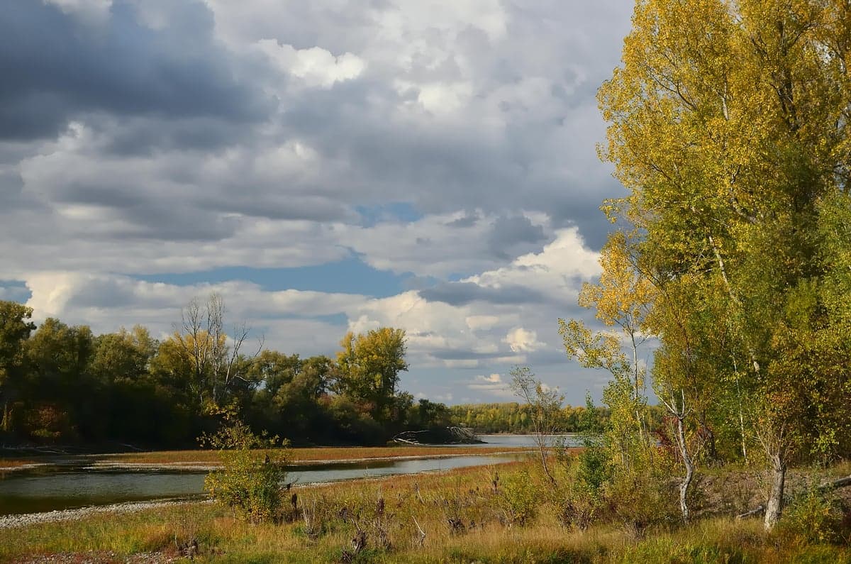 Fall on the river: cottonwoods turn gold as brown trout move into spawning lies