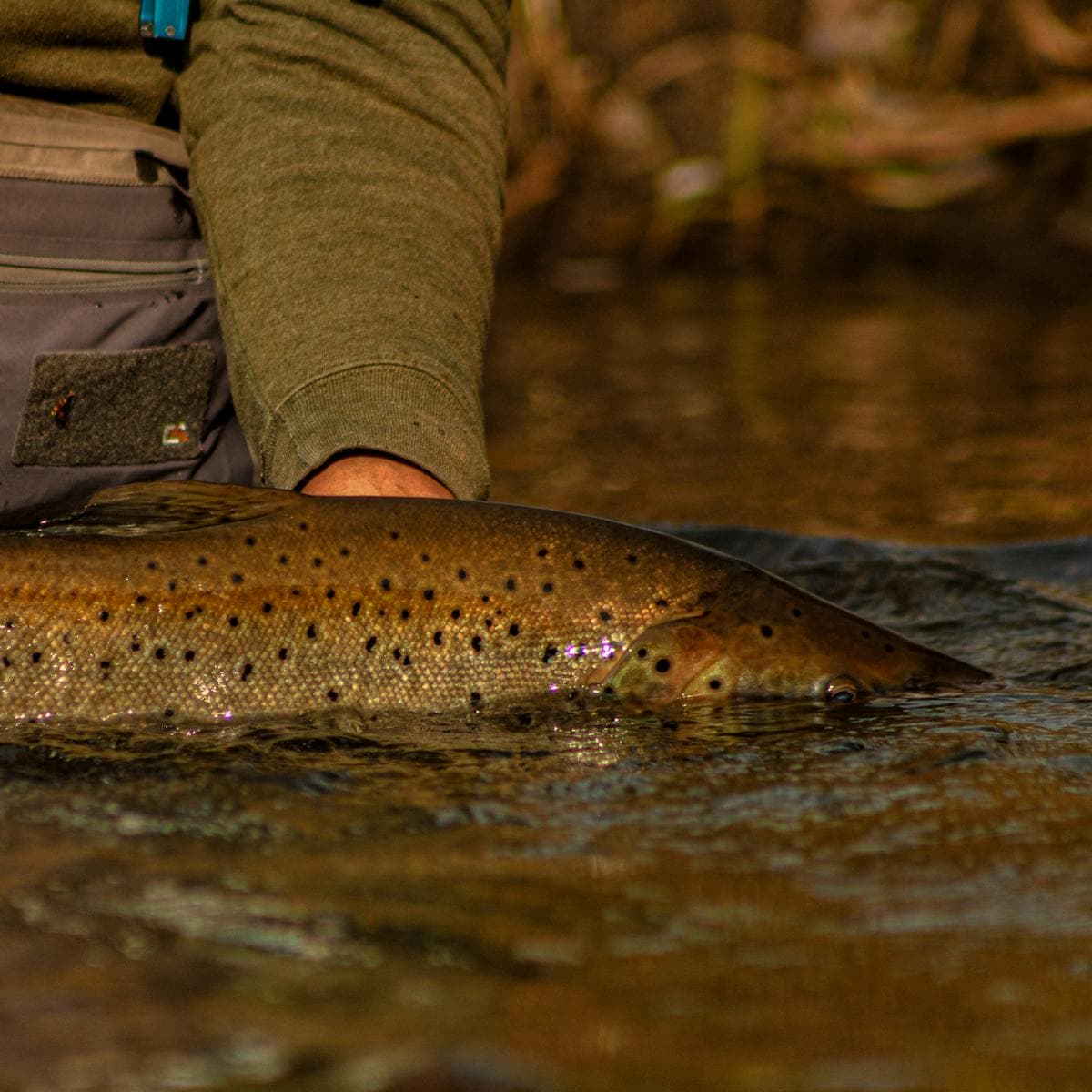 Releasing a brown trout—on the right trophy water, fish like this aren't the story you tell for years, they're a Tuesday