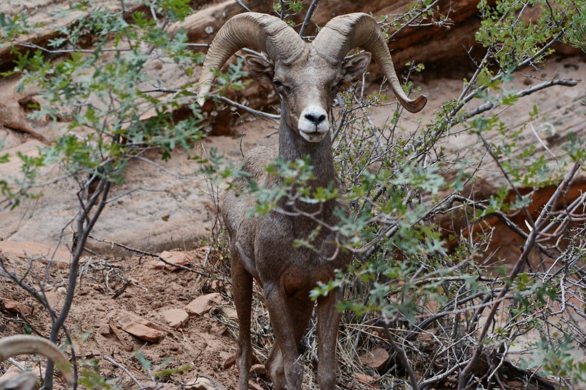 Desert bighorn sheep pick through rocky terrain near the Green River corridor, one of several wildlife species you will spot from the trail or drift boat