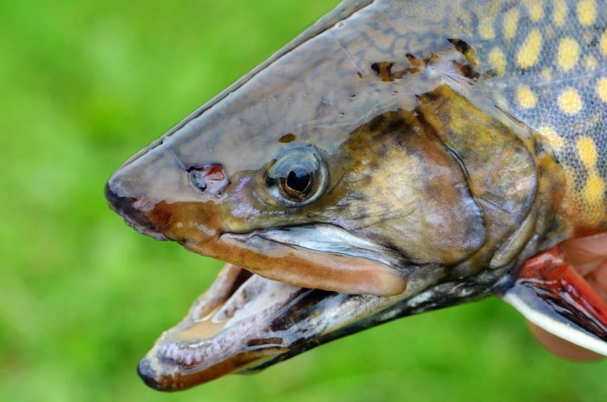Trophy brook trout like this are the goal on Boulder Mountain - where 35% of lakes are managed specifically for big brookies