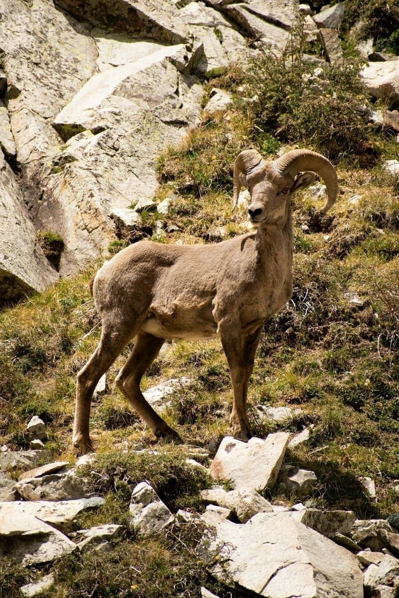 Bighorn sheep are a common sight in the Gunnison Gorge and along the Arkansas through Bighorn Sheep Canyon