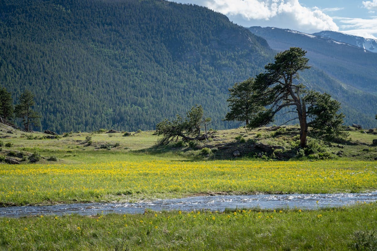 Stream flowing through a wildflower meadow with mountains in the Colorado Rockies