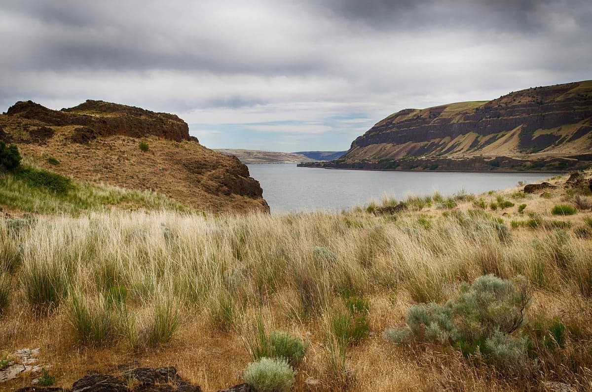 The Columbia's sagebrush banks hide miles of shallow bays and gravel shelves. Most of them have never seen a fly.