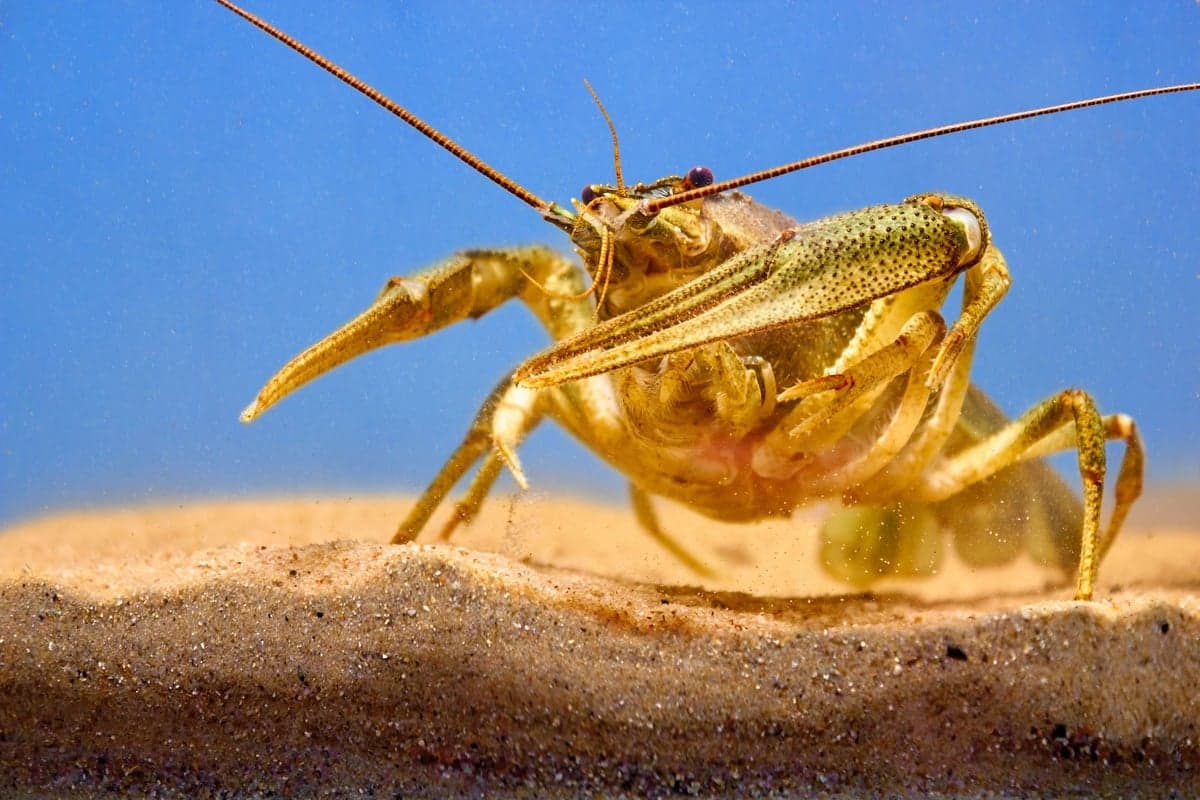 Crayfish are the staple. If you only tie one smallmouth fly, tie this one.