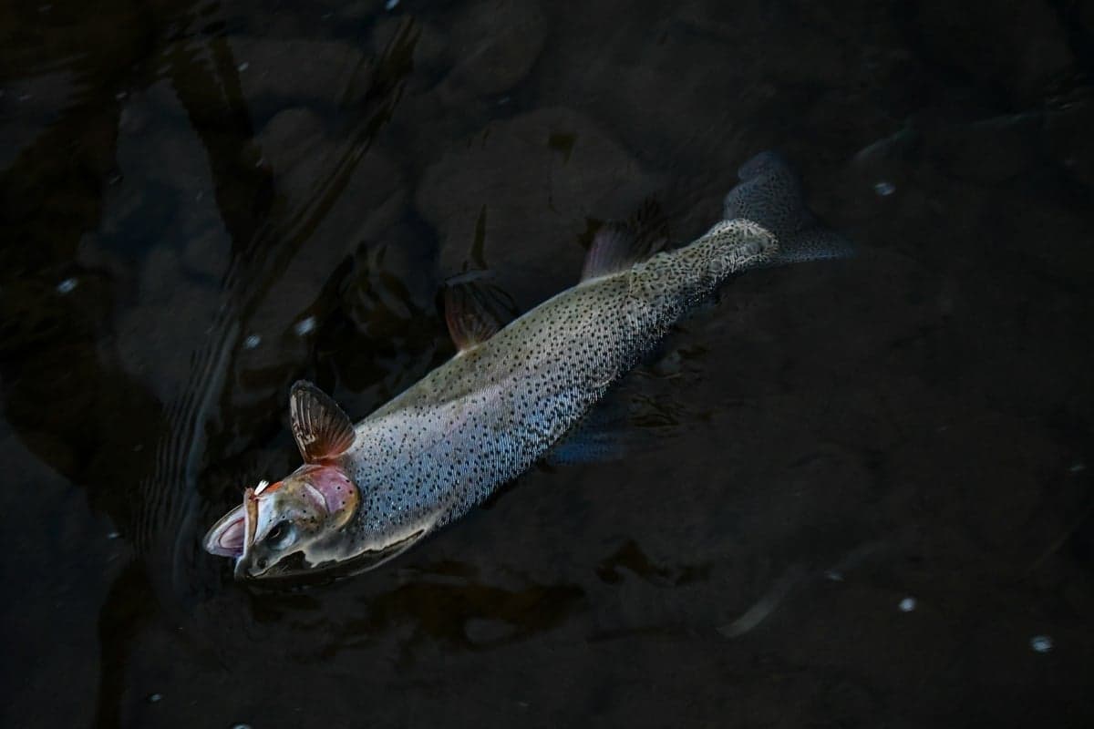 Cutthroat trout - Utah's only native trout, with four distinct subspecies being restored across the state
