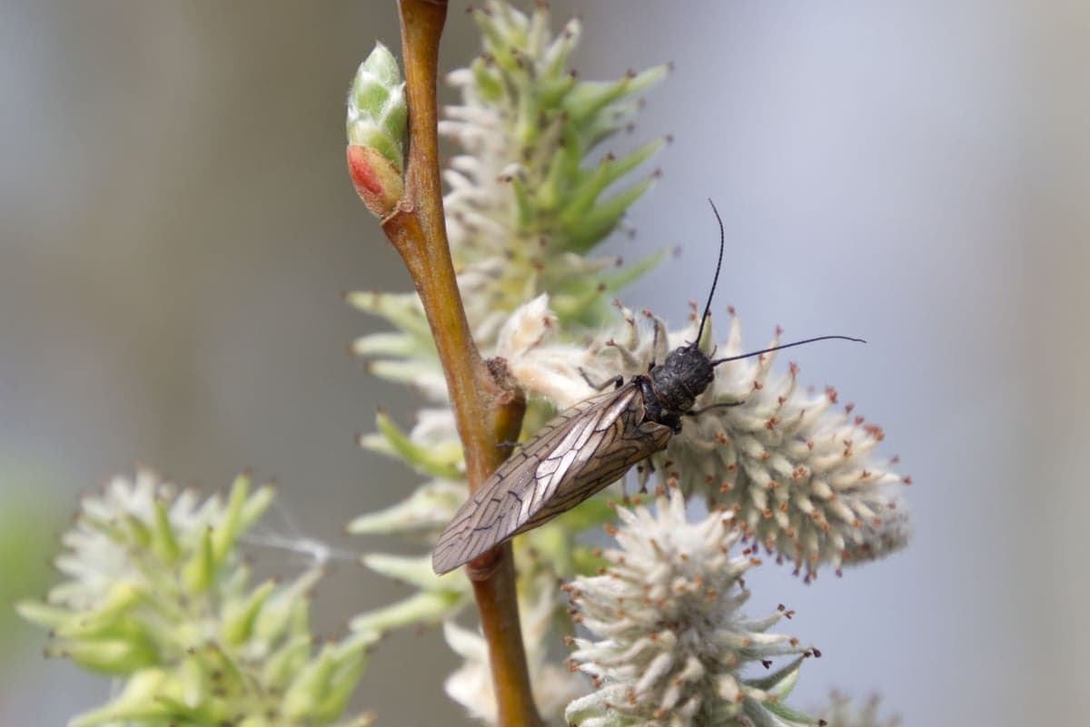 A stonefly perches on a budding branch. The salmonfly hatch on the lower Deschutes is one of the most anticipated dry fly events in Western fly fishing.