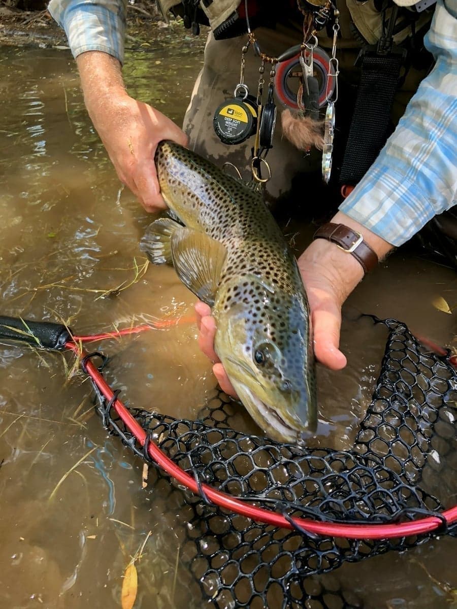 Trophy brown trout - the Frying Pan is famous for selective 20-inch fish