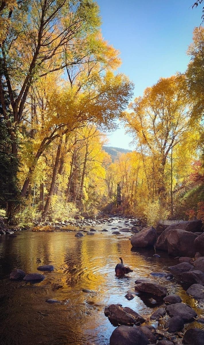 Fall on the Front Range—golden aspens, cooling water, and aggressive brown trout