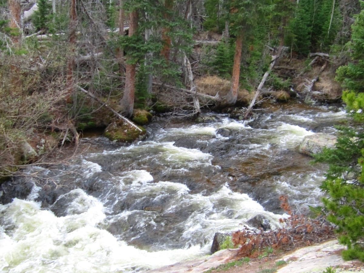 The St. Vrain near Lyons—three forks converge with all four trout species present