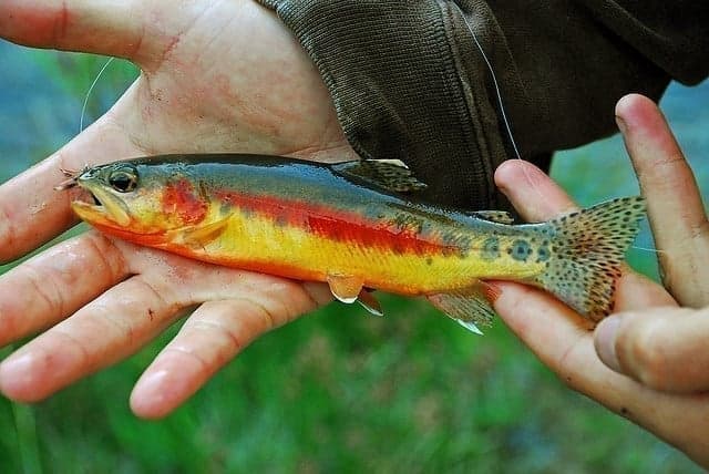Golden trout - California's state fish, stunningly beautiful but limited to just two areas in Utah's High Uintas