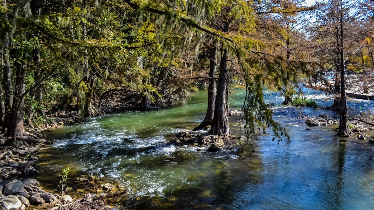 Guadalupe River flowing through bald cypress trees in New Braunfels, Texas
