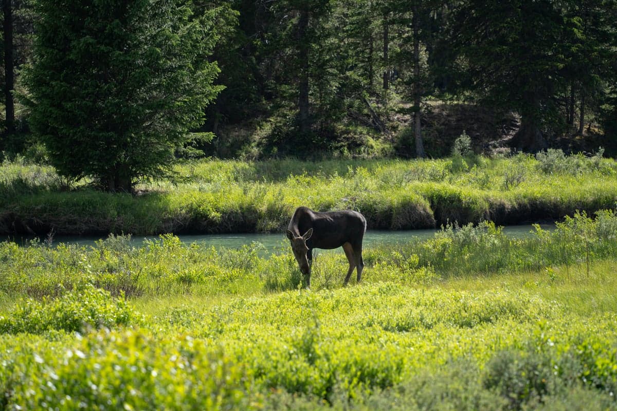 Moose are common along the Henry's Fork corridor, especially in the Island Park and Harriman areas