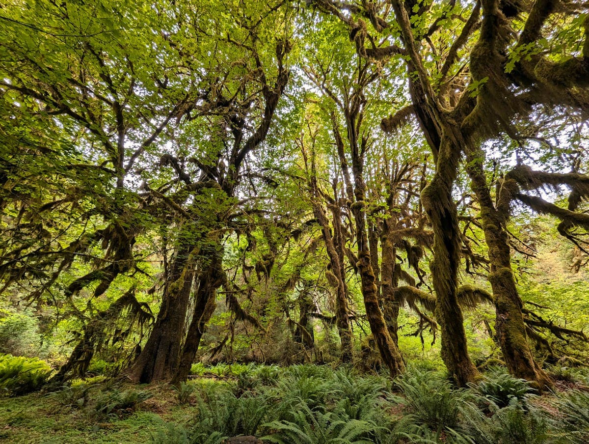 The Hoh Rain Forest canopy - Sitka spruce and western red cedar draped in moss create the cathedral-like atmosphere that defines this fishery