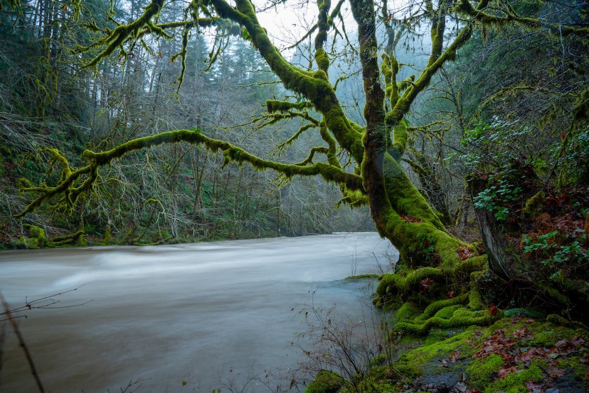 Moss-covered trees along a flowing river in the Pacific Northwest rainforest