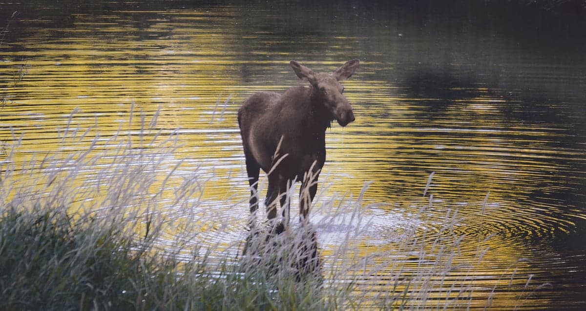 A moose browses in the reeds along an Idaho river. Moose, elk, deer, and osprey are regular companions on the water.