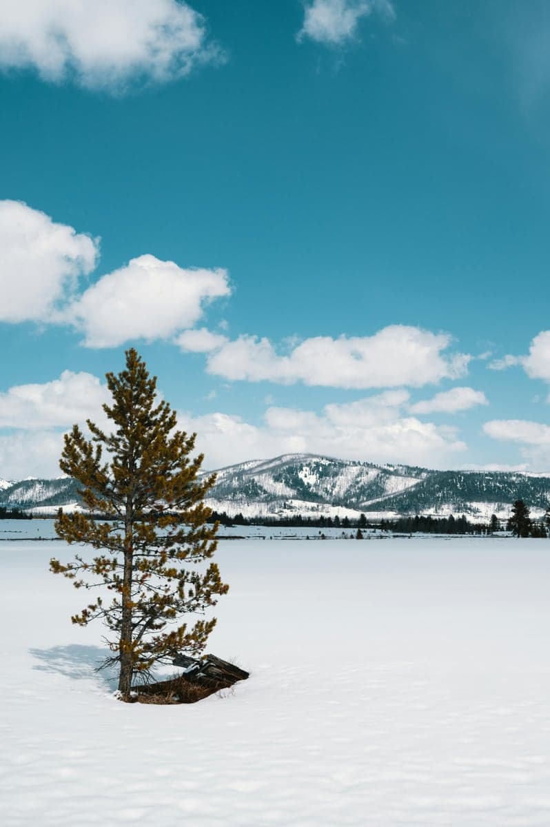 The Sawtooth Range near Stanley, Idaho in winter. Tailwater fisheries stay productive even when the mountains are buried in snow.