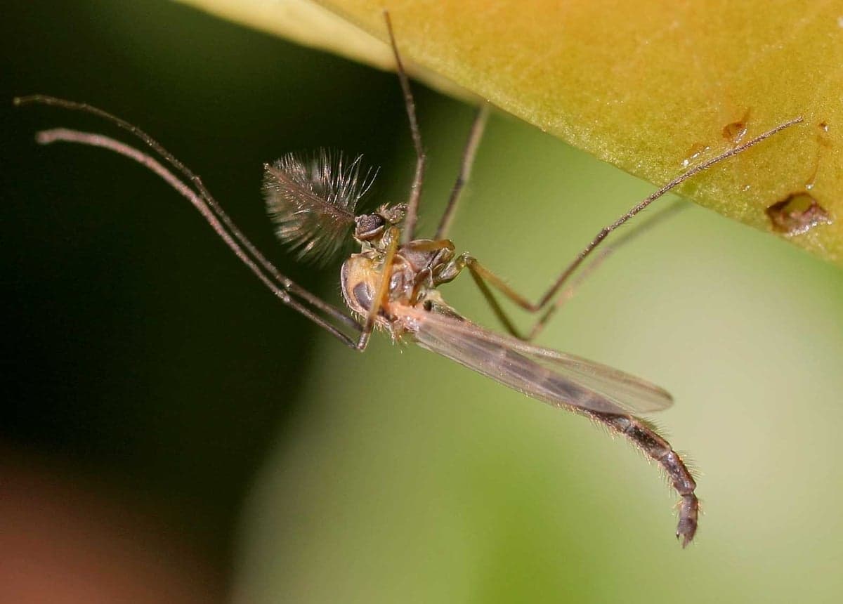 The humble midge (chironomid). Colorado tailwater trout eat millions of these, which is why size 20-24 midge patterns dominate on the Fryingpan, Blue, and South Platte.