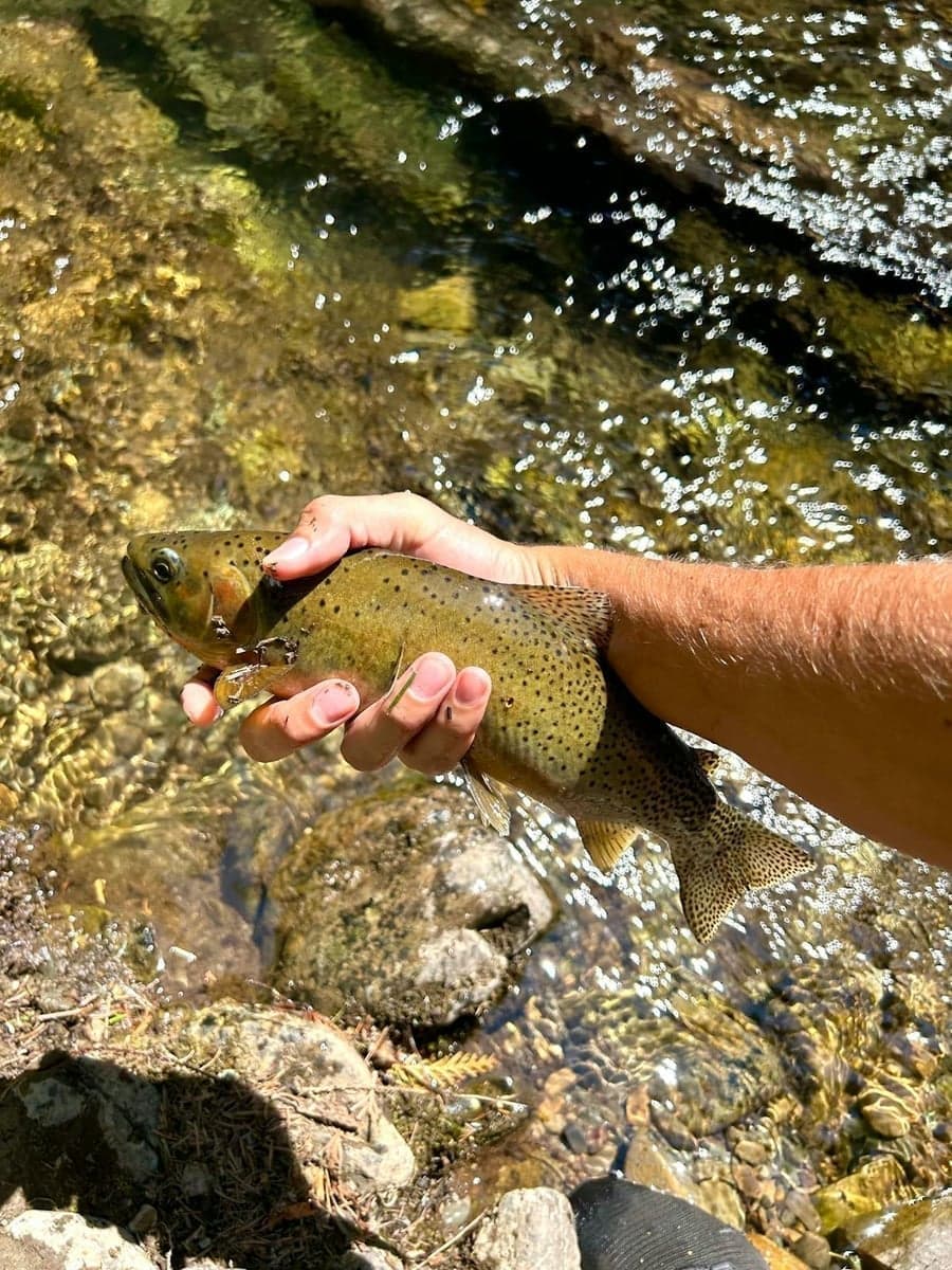 A Missouri River trout held streamside before release. Rainbows average 14-20 inches, with browns often exceeding 16.
