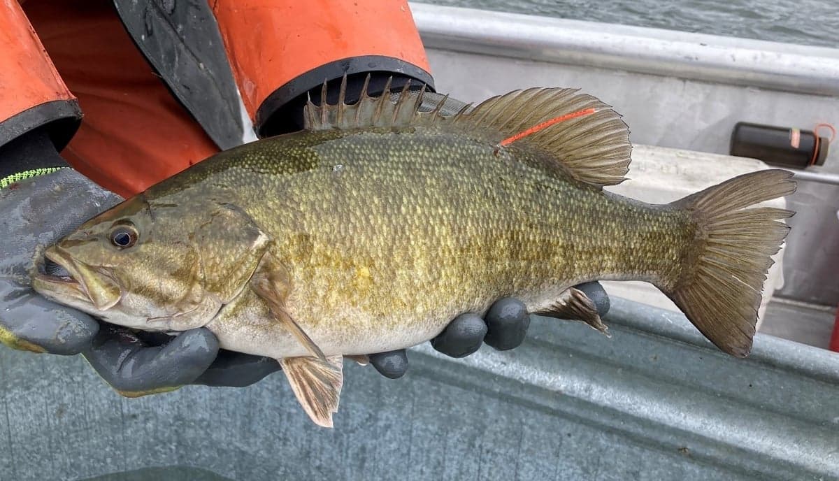 A smallmouth bass — Ohio's rivers like the Little Miami, Kokosing, and Stillwater hold healthy populations in clear, wadeable water