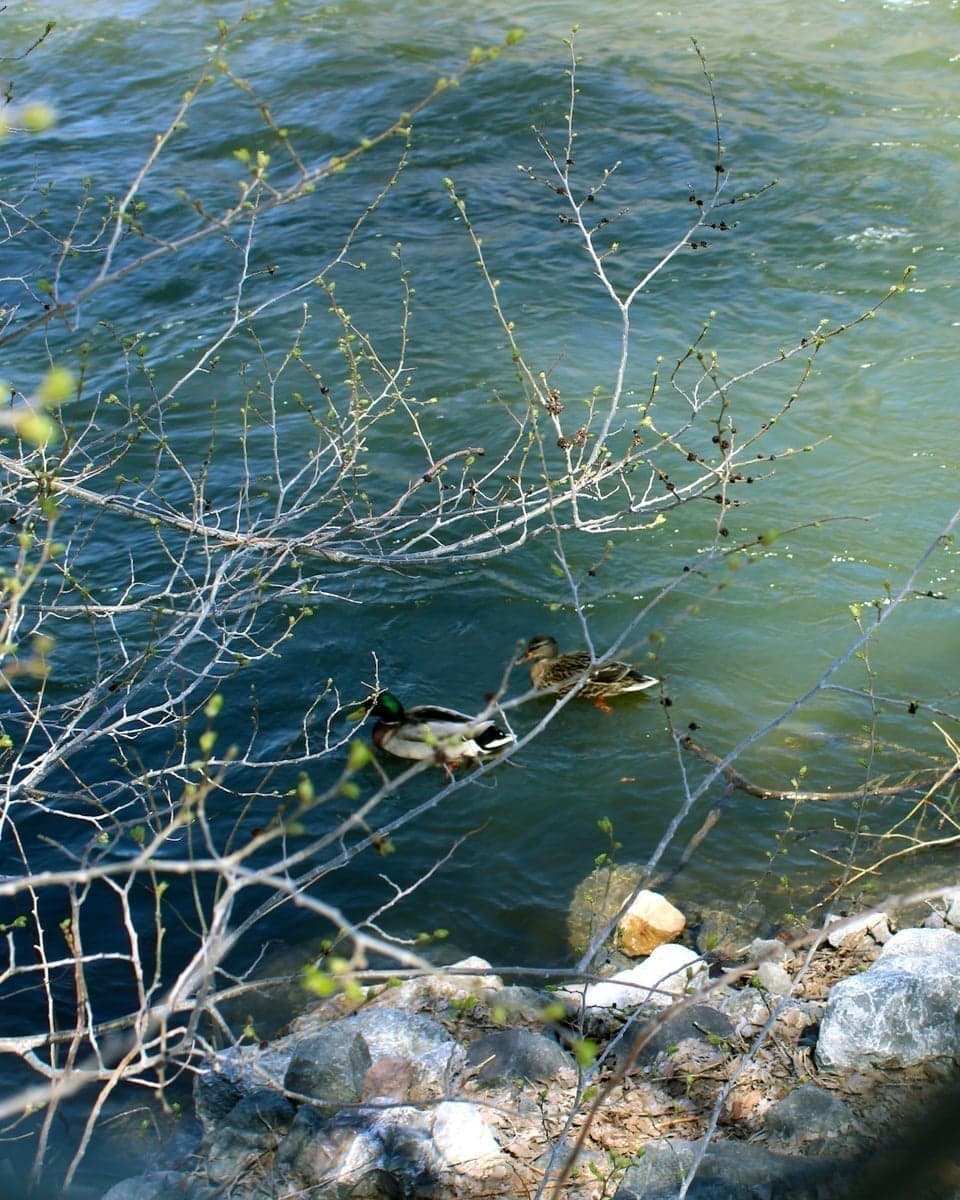 Fly fisherman wading in the Provo River tailwater