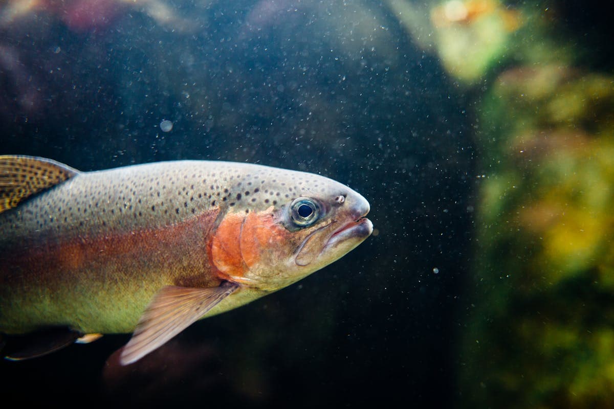 A rainbow trout — the same species as steelhead — in its element. Keep fish in the water during release to maximize survival