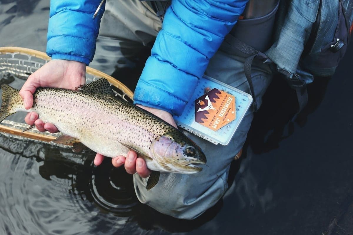 Rainbow trout - one of several species dropped from planes into Utah's backcountry lakes