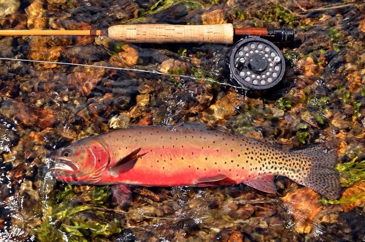 A Rio Grande cutthroat trout. These native trout hold in high-country lakes and streams across southern Colorado.
