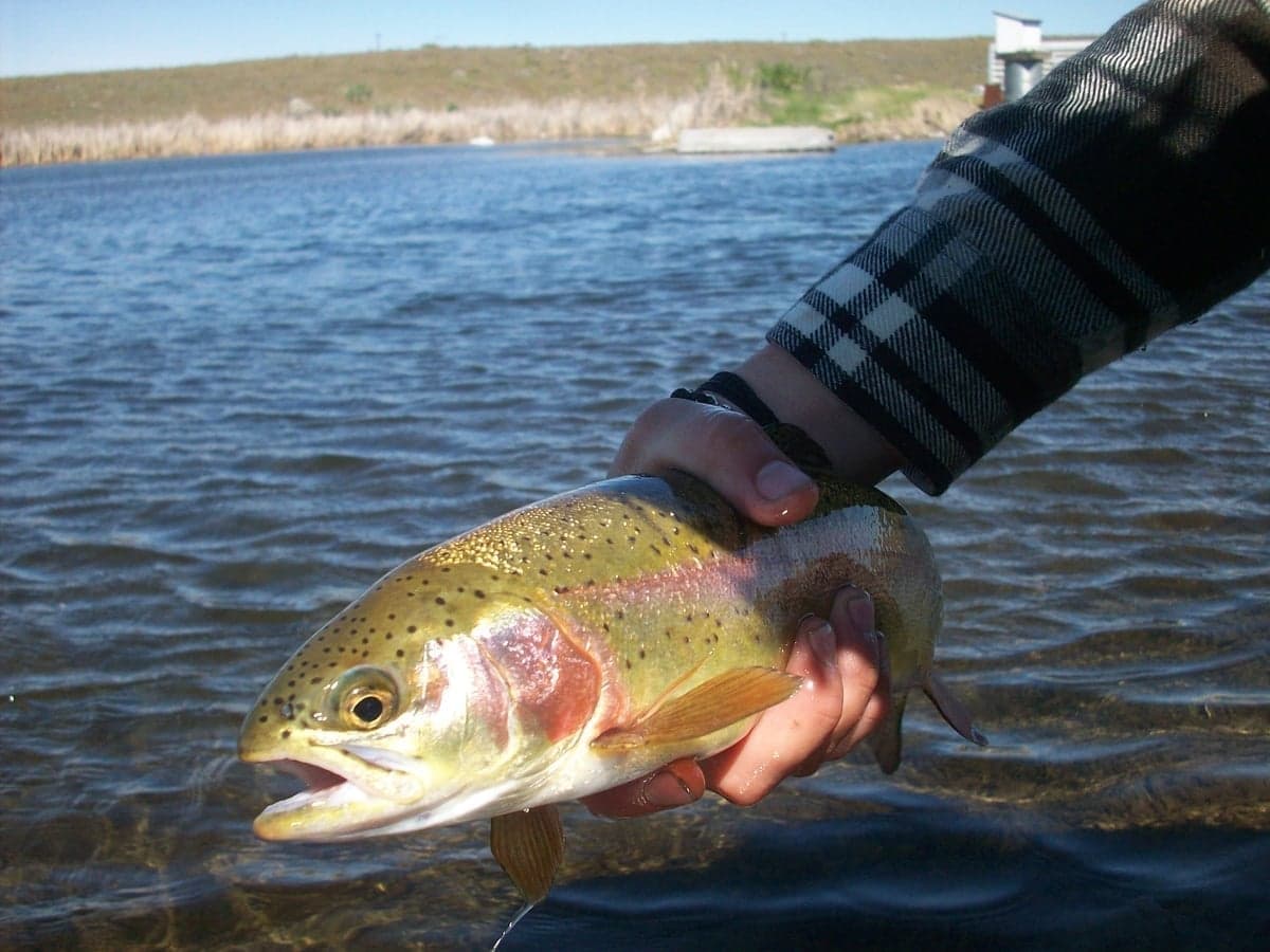 San Juan River rainbows average 16-18 inches, with 20+ inch fish common in the Quality Waters