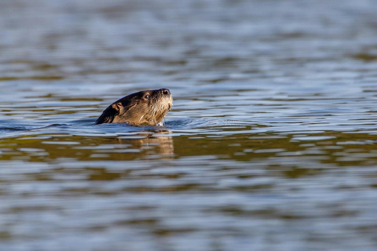 River otters thrive in this stretch of tailwater, and spotting one from your drift boat is a regular bonus on float days