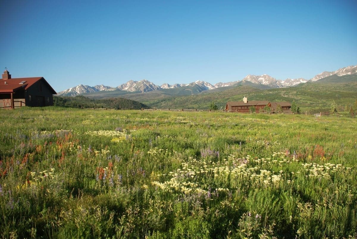 High country wildflowers near Silverthorne signal summer fishing season on the Blue River and surrounding streams