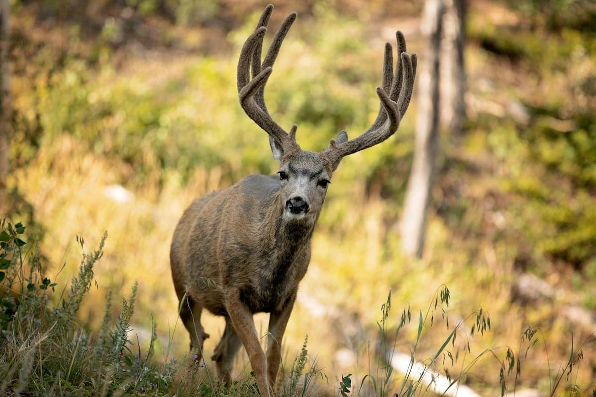 Mule deer are a common sight along the South Platte corridor. Black bears, mountain lions, and rattlesnakes also inhabit the canyon.