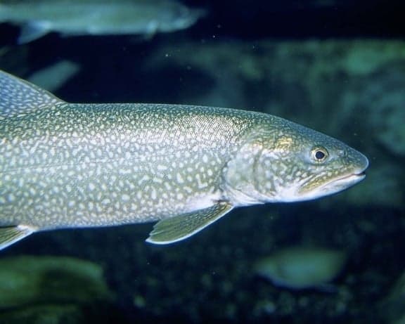 Splake - the brook × lake trout hybrid that can reach over two feet