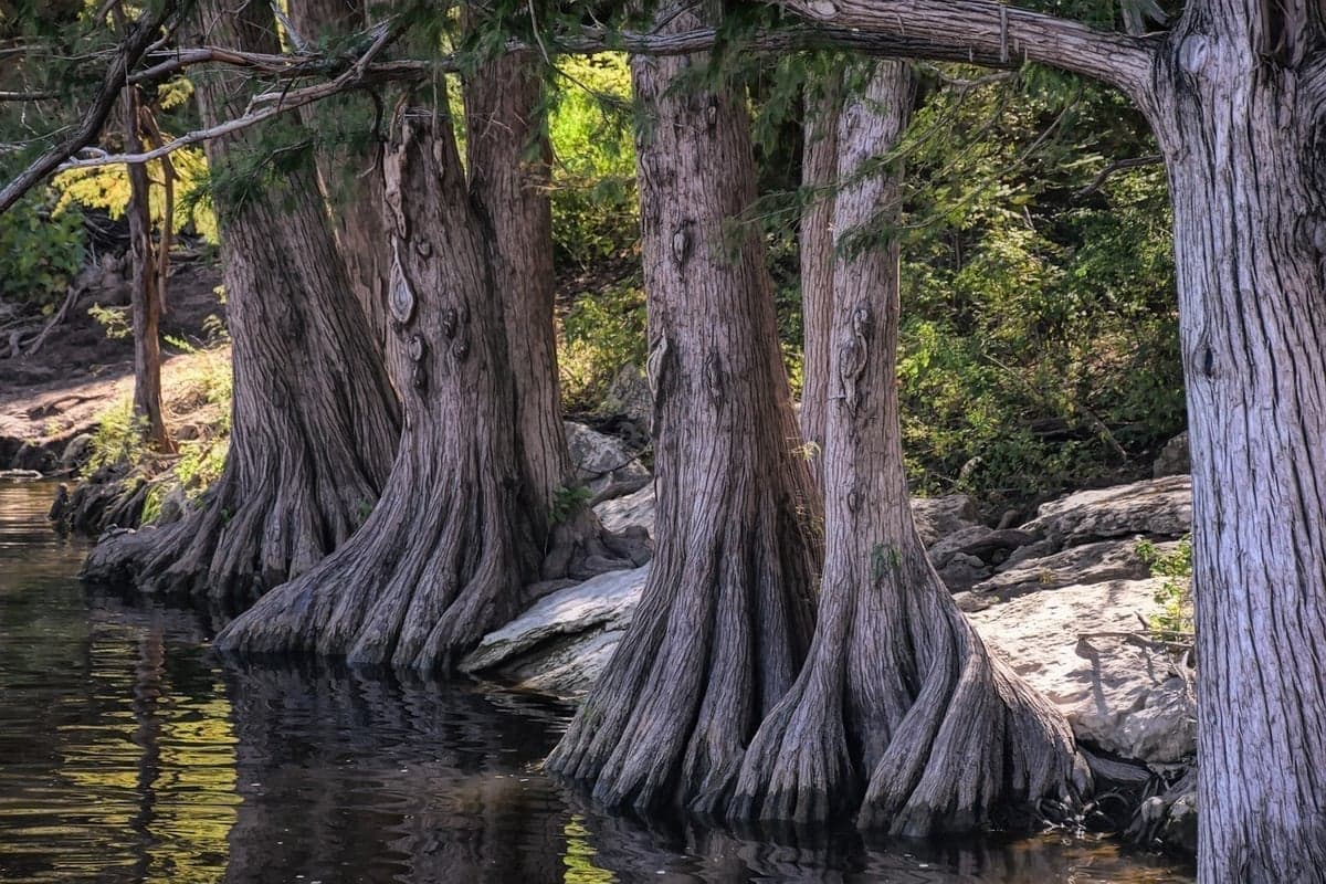 Bald cypress roots along a central Texas riverbank — a signature feature of Hill Country streams