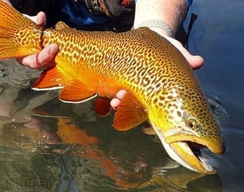 Tiger trout - the striking brook × brown trout hybrid with distinctive vermiculated markings
