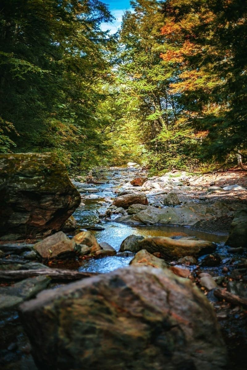 A small Vermont stream winding through fall foliage - the kind of water where native brook trout have lived since the last ice age