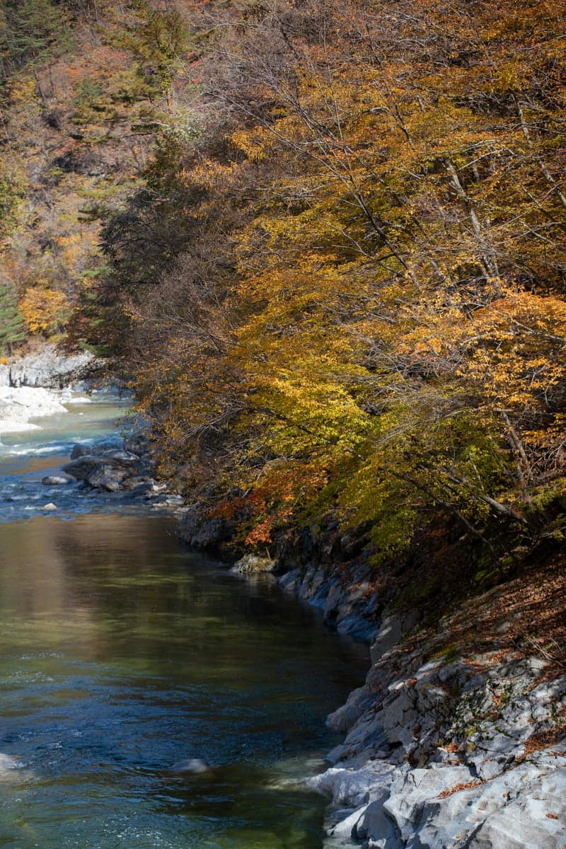 Autumn foliage along a peaceful riverbank, the kind of scenery that makes a fall fishing trip to Virginia special