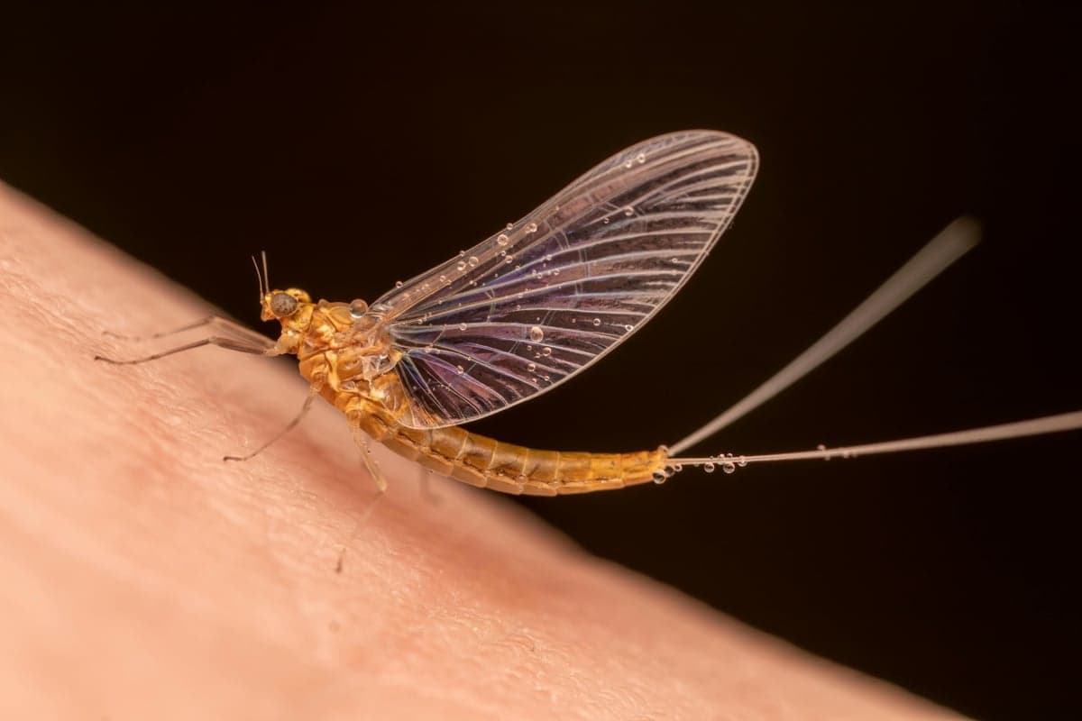 Macro shot of a mayfly, the kind of insect that drives Virginia's most productive hatches from spring through fall