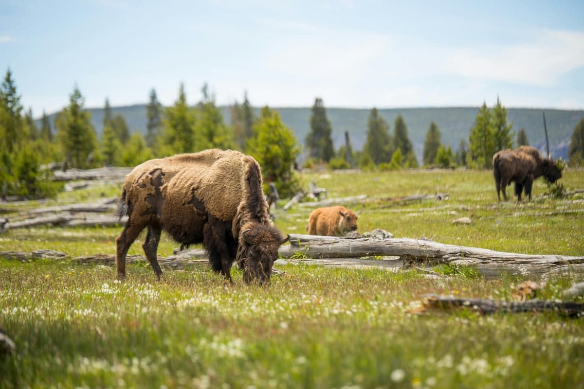 Bison grazing in a Yellowstone meadow. Wildlife encounters are routine, especially in the Lamar Valley and along Slough Creek.