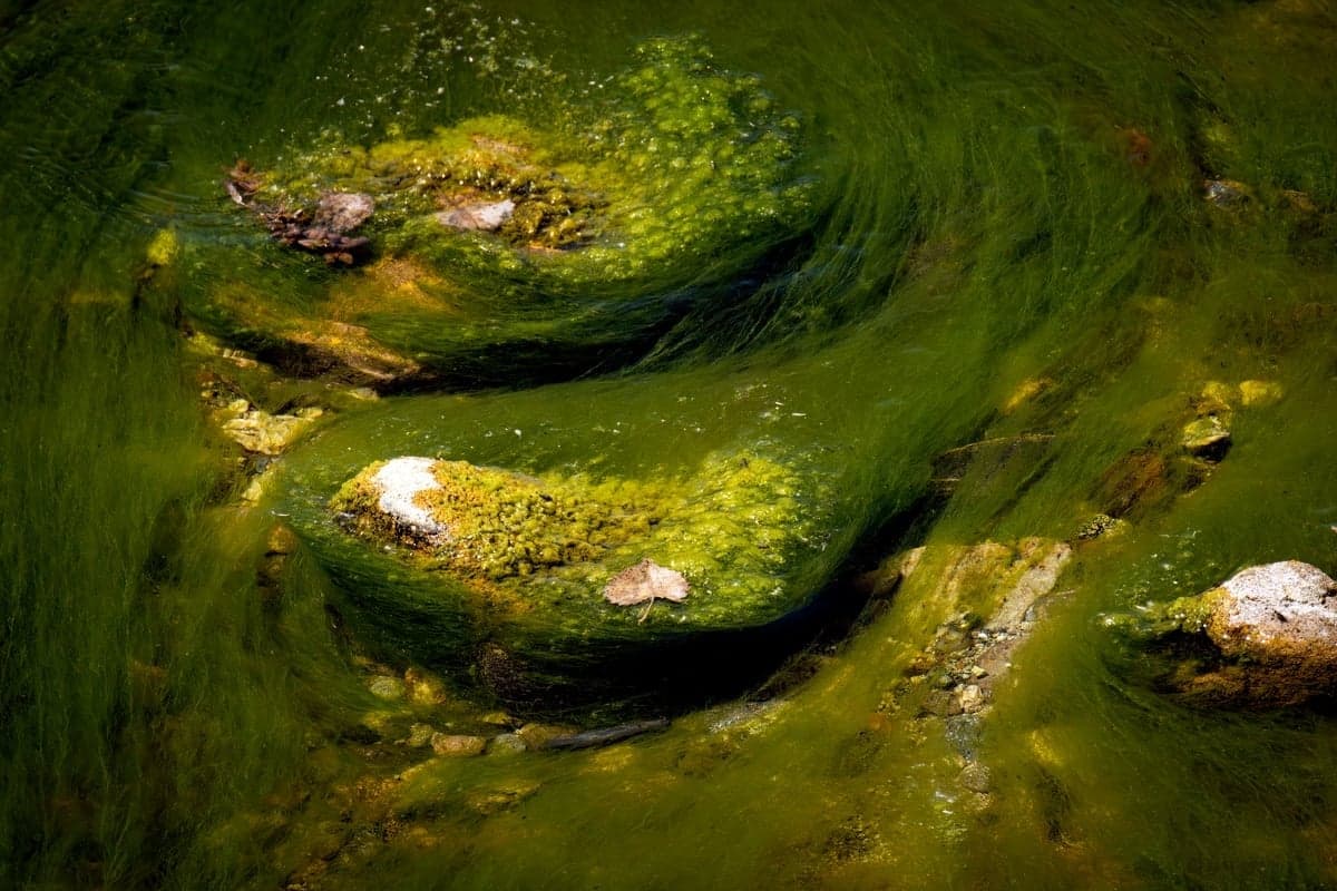 Algae-coated rock. This is where bare rubber soles quit working, at any flow.