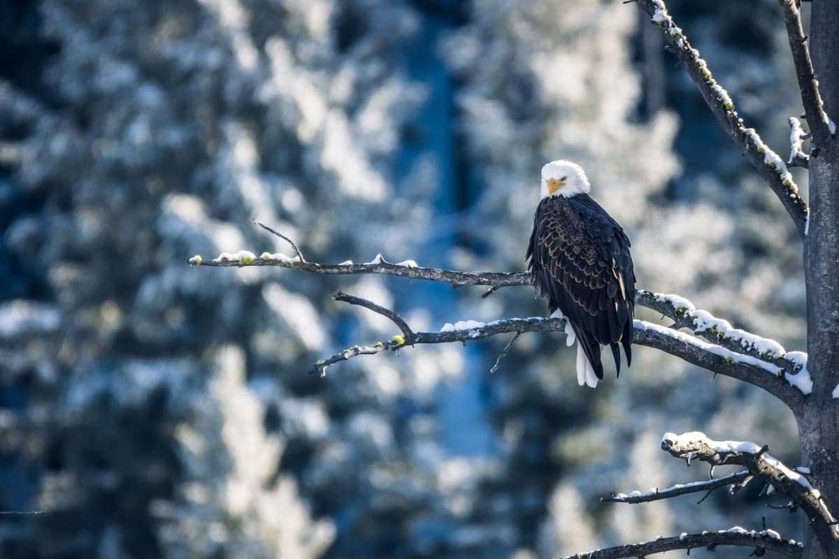 Winter company on most tailwaters.
