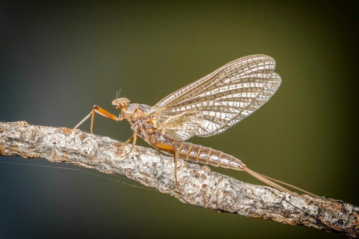 Mayflies are the backbone of the Bighorn's legendary hatch calendar, with BWOs, PMDs, and Tricos all making strong appearances