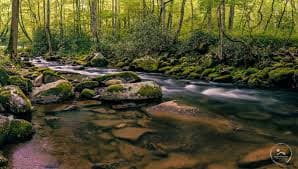 Southern Appalachian brook trout - vivid orange bellies, blue-haloed red spots, and cream-colored fin edges distinguish this native species