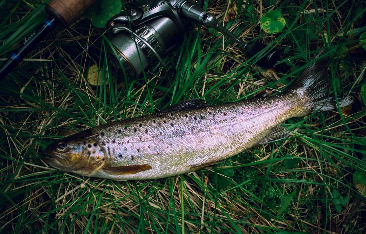 A healthy brown trout from the Au Sable. The river's cold, spring-fed water and strict regulations produce quality fish throughout the system