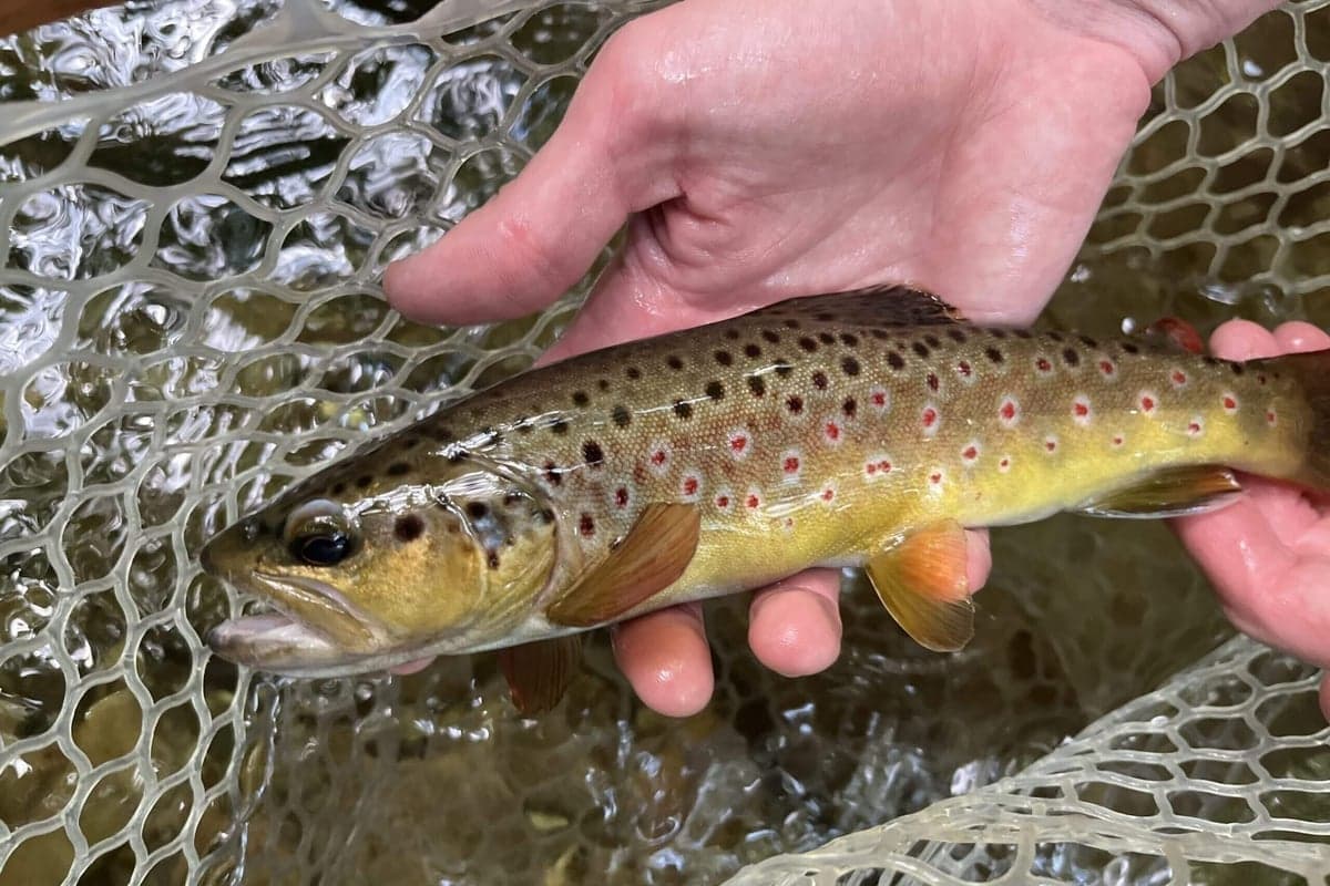 A typical Provo River brown trout - 10-14 inches and willing to eat