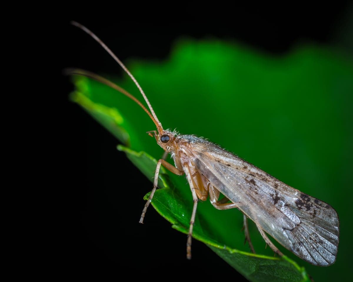Caddisflies are the workhorses of western rivers. Multiple species hatch from May through September on nearly every trout stream