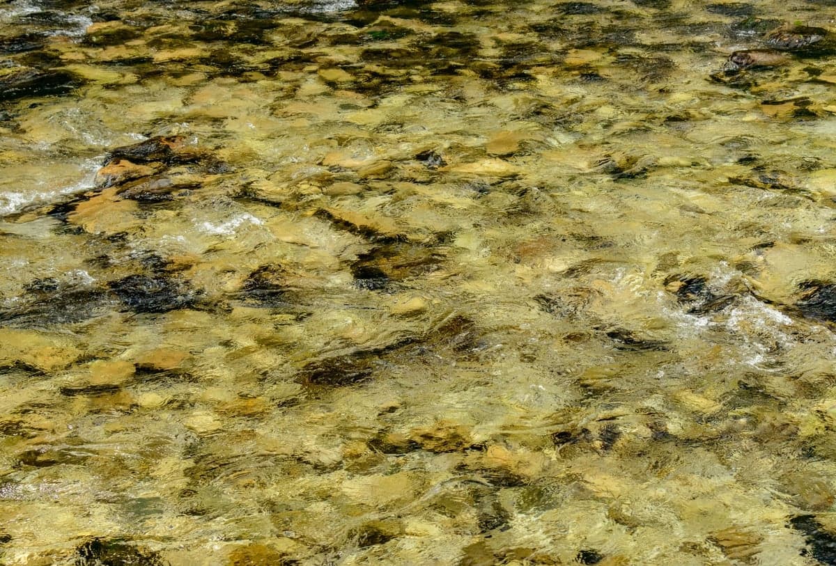 Clean, sorted gravel in shallow, moving water. This is the bottom type worth slowing down for in October and November.
