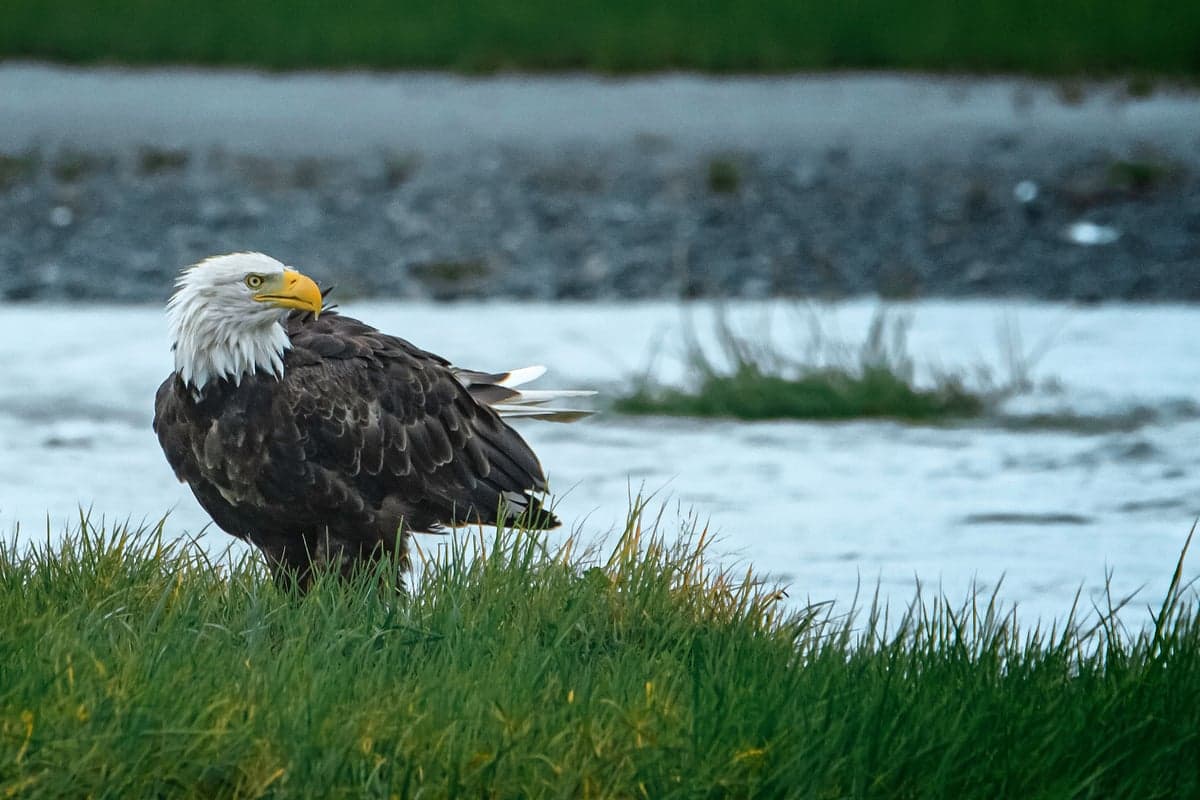 A bald eagle perched along the river. The upper Delaware corridor supports a thriving eagle population, and sightings are common while floating the main stem.