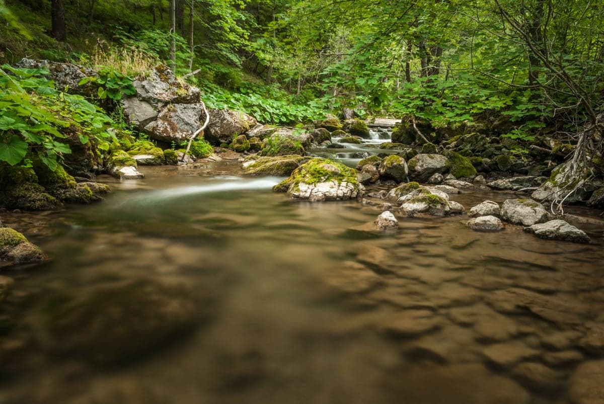 A forested Catskill stream flowing through moss-covered boulders. Tributaries like the Beaverkill and Willowemoc offer excellent alternatives when the main Delaware is high or crowded.
